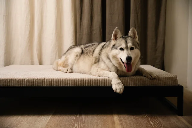 Husky auf dem Modèle A Tierbett